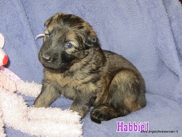 Habbiël, grauw Oudduitse Herder teefje van 3 weken oud